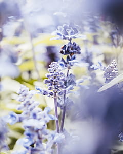 Close-Up Photography of Lavender Flowers thumbnail