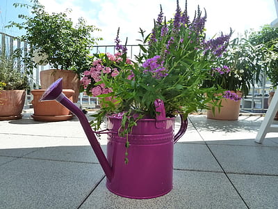 green plant on purple watering can thumbnail