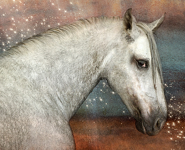 white horse graphics thumbnail