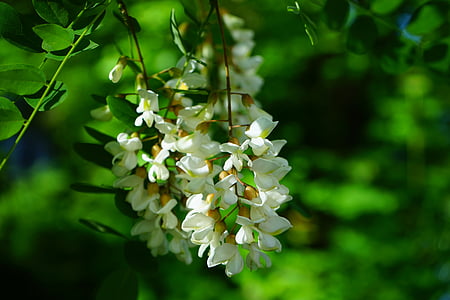 white petaled flowers thumbnail