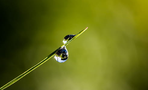 water dew drop on green grass thumbnail