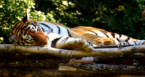 tiger lying on bamboo thumbnail
