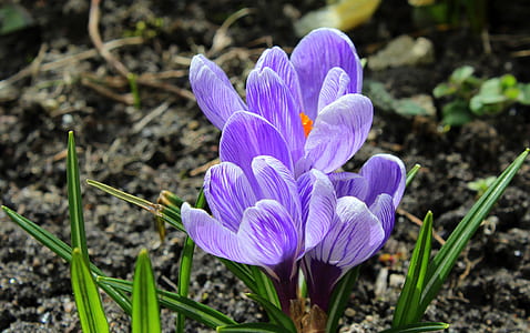 purple petaled flowers blooming at daytime thumbnail