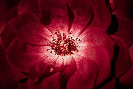 close up photo of red petaled flower thumbnail