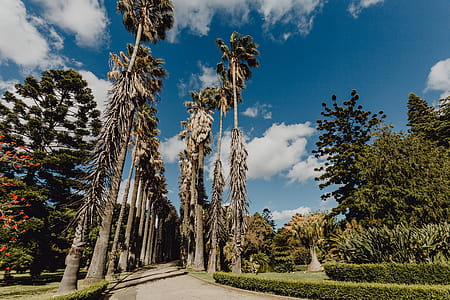 Tropical Botanical Garden in Belem, Lisbon, Portugal thumbnail