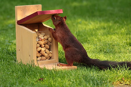 photo of squirrel taking peanut on brown wooden box thumbnail