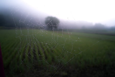 close-up photo of spider web thumbnail