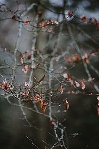 selective focus of leafless tree thumbnail