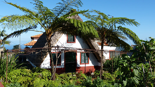 green leafed plants in front of white and brown painted house thumbnail
