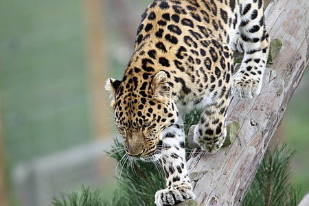 black, brown, and white leopard on tree trunk at daytime thumbnail