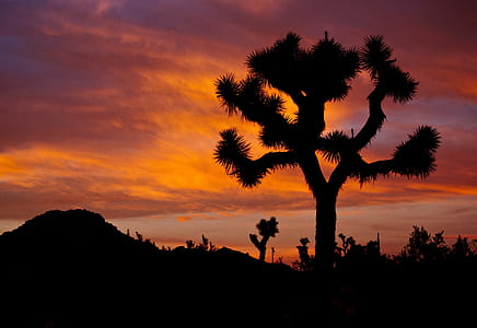 silhouette photo of a tree near mountain range under cloudy sky during golden house thumbnail