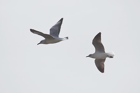 two grey birds flying on sky during daytime thumbnail