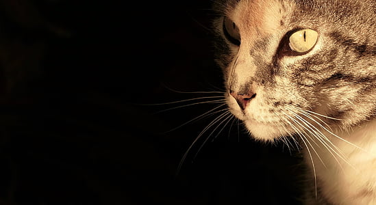 gray and brown tabby cat thumbnail