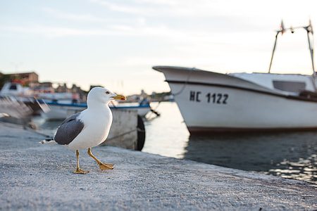 Seagull at Nessebar Port, Bulgaria thumbnail