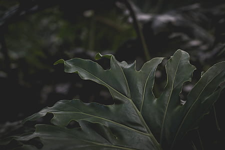 close-up photography of green leaf plant thumbnail