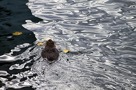 black duck on body of water thumbnail