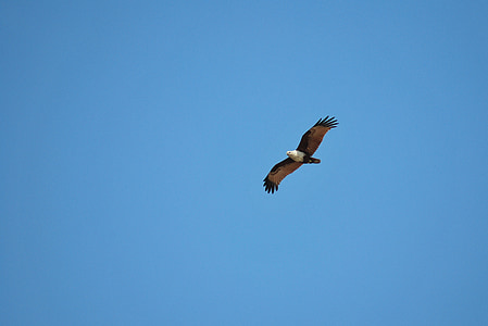 brown hawk flying in the sky thumbnail