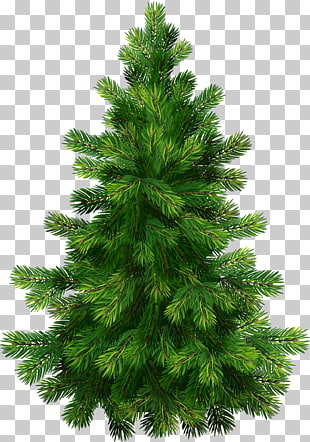 Pine Tree , Transparent Pine Tree , green Christmas tree illustration PNG clipart