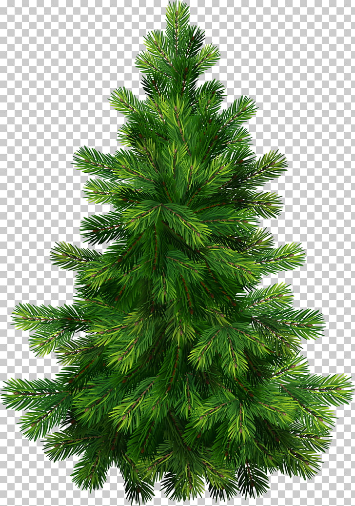 Pine Tree , Transparent Pine Tree , green Christmas tree illustration PNG clipart