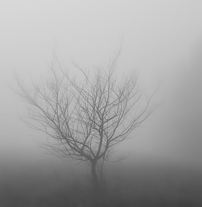 bare tree surrounded by fog thumbnail
