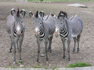 three zebra thumbnail