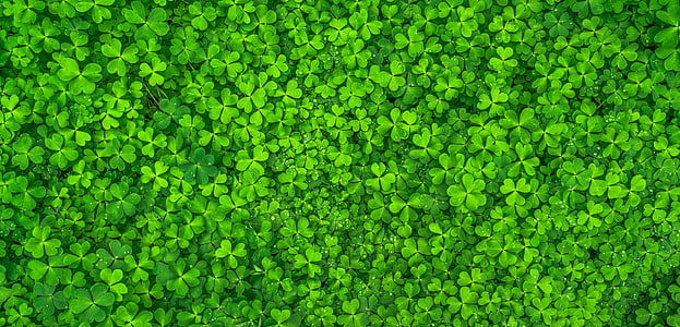 photo of clover grass thumbnail