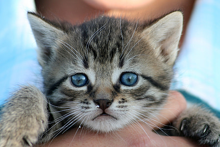 person holding brown Tabby kitten in shallow focus photography thumbnail