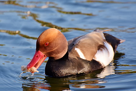 duck swimming on body of water thumbnail