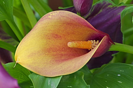 yellow and red calla lily in bloom close up photo thumbnail