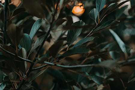 Green Tree thumbnail