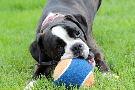 pitbull playing with ball thumbnail