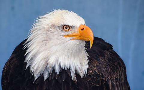 closeup photography of white and black eagle thumbnail