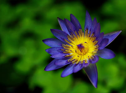 Purple and Yellow Waterlily Flower thumbnail