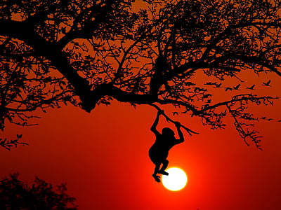 silhouette of monkey hanging on tree branch thumbnail