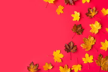 Autumn Leaves on Flat Red Background with Room for Text #2 thumbnail