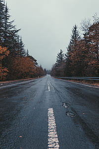 gray concrete road beside trees thumbnail