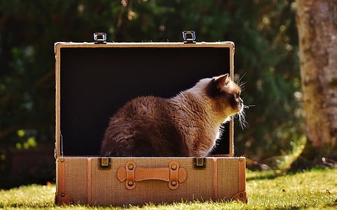 brown cat inside suitcase on the grass thumbnail