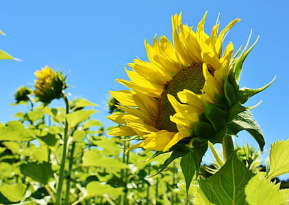close-up photo of sunflower thumbnail