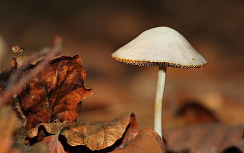 brown and white mushroom thumbnail