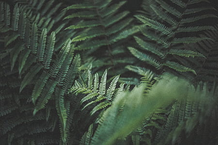 fern plants thumbnail