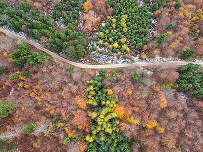 aerial photography of trees at daytime thumbnail