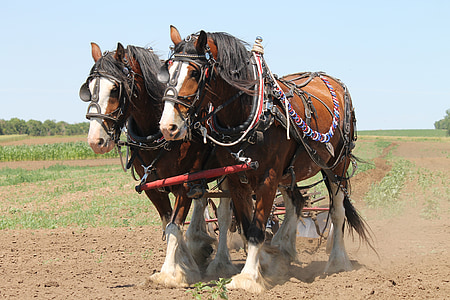 two brown horses carrying cultivator thumbnail