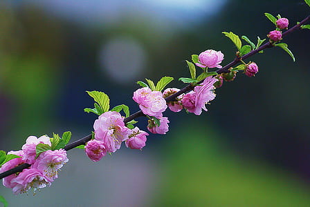 selective focus photography of pink flower thumbnail