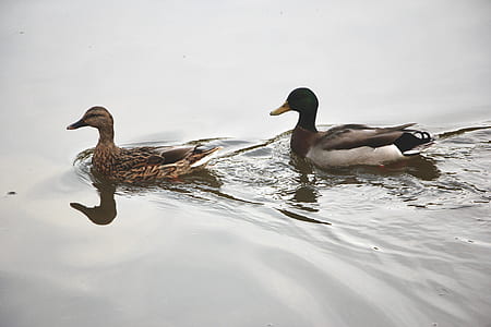 two male and female mallard ducks floating on body of water thumbnail