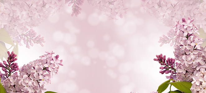 white flowers illustration thumbnail