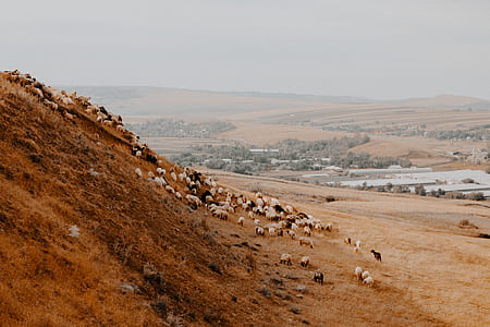 black and white sheeps on brown surface thumbnail
