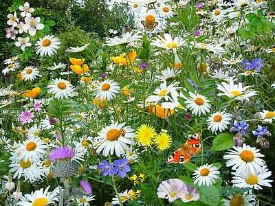 assorted colors of flowers garden thumbnail