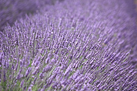 purple flowers during daytime thumbnail