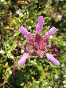 Lamium Purpureum, Red Deadnettle thumbnail