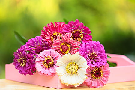 shallow focus photography of pink flowers thumbnail